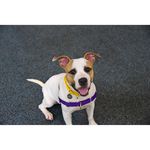 "Paige is an active and spunky gal who’s eager to learn how to hone her energy in and become a mature lady. Whether you’re strapping on your running shoes to go for a jog or packing your bags to go on an adventure, Paige would love to come with you! She's a one-year-old pit bull terrier." (ASPCA)